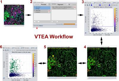 Tissue Cytometry With Machine Learning in Kidney: From Small Specimens to Big Data